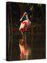 Roseate Spoonbill-Joe McDonald-Stretched Canvas