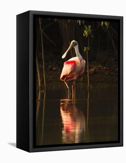 Roseate Spoonbill-Joe McDonald-Framed Stretched Canvas