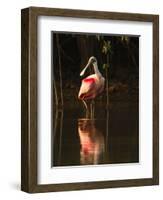 Roseate Spoonbill-Joe McDonald-Framed Photographic Print