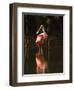 Roseate Spoonbill-Joe McDonald-Framed Photographic Print