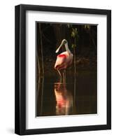 Roseate Spoonbill-Joe McDonald-Framed Photographic Print