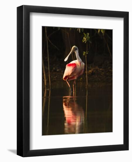 Roseate Spoonbill-Joe McDonald-Framed Photographic Print