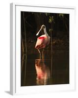 Roseate Spoonbill-Joe McDonald-Framed Photographic Print