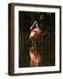 Roseate Spoonbill-Joe McDonald-Framed Photographic Print