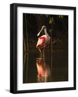 Roseate Spoonbill-Joe McDonald-Framed Photographic Print