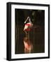 Roseate Spoonbill-Joe McDonald-Framed Photographic Print