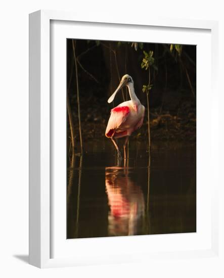 Roseate Spoonbill-Joe McDonald-Framed Photographic Print