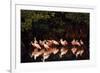 Roseate Spoonbill-null-Framed Photographic Print