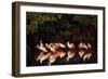 Roseate Spoonbill-null-Framed Photographic Print