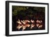 Roseate Spoonbill-null-Framed Photographic Print