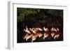 Roseate Spoonbill-null-Framed Photographic Print