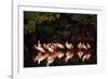 Roseate Spoonbill-null-Framed Photographic Print