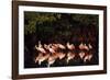 Roseate Spoonbill-null-Framed Photographic Print