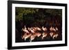 Roseate Spoonbill-null-Framed Photographic Print