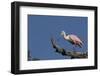 Roseate Spoonbill-Lynn M^ Stone-Framed Photographic Print