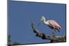 Roseate Spoonbill-Lynn M^ Stone-Mounted Photographic Print