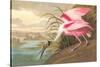 Roseate Spoonbill-John James Audubon-Stretched Canvas