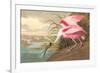 Roseate Spoonbill-John James Audubon-Framed Premium Giclee Print