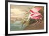 Roseate Spoonbill-John James Audubon-Framed Premium Giclee Print