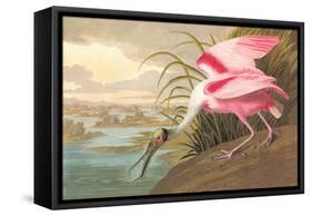 Roseate Spoonbill-John James Audubon-Framed Stretched Canvas