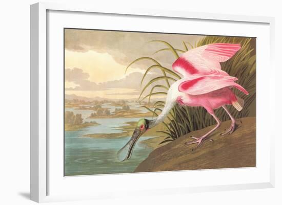 Roseate Spoonbill-John James Audubon-Framed Art Print