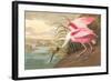 Roseate Spoonbill-John James Audubon-Framed Art Print