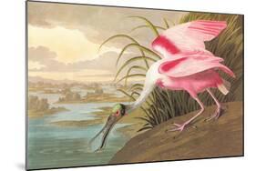 Roseate Spoonbill-John James Audubon-Mounted Art Print