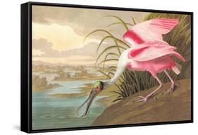 Roseate Spoonbill-John James Audubon-Framed Stretched Canvas