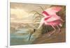 Roseate Spoonbill-John James Audubon-Framed Art Print