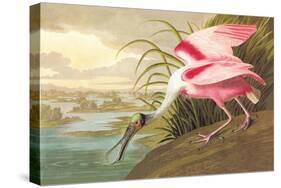 Roseate Spoonbill-John James Audubon-Stretched Canvas
