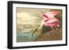 Roseate Spoonbill-John James Audubon-Framed Art Print