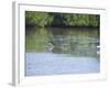 Roseate Spoonbills, "Ding" Darling Wildlife Reserve, Sanibel Island, Gulf Coast, Florida-Robert Harding-Framed Photographic Print