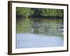 Roseate Spoonbills, "Ding" Darling Wildlife Reserve, Sanibel Island, Gulf Coast, Florida-Robert Harding-Framed Photographic Print