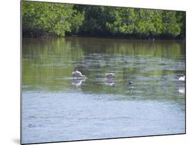 Roseate Spoonbills, "Ding" Darling Wildlife Reserve, Sanibel Island, Gulf Coast, Florida-Robert Harding-Mounted Photographic Print