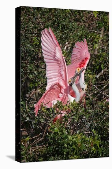 Roseate spoonbills fighting over nesting territory in rookery, Stick Marsh, Florida-Adam Jones-Stretched Canvas