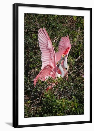 Roseate spoonbills fighting over nesting territory in rookery, Stick Marsh, Florida-Adam Jones-Framed Photographic Print