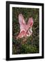 Roseate spoonbills fighting over nesting territory in rookery, Stick Marsh, Florida-Adam Jones-Framed Photographic Print