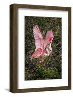 Roseate spoonbills fighting over nesting territory in rookery, Stick Marsh, Florida-Adam Jones-Framed Photographic Print