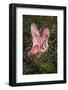 Roseate spoonbills fighting over nesting territory in rookery, Stick Marsh, Florida-Adam Jones-Framed Photographic Print