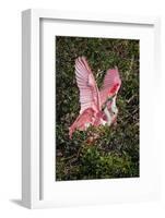 Roseate spoonbills fighting over nesting territory in rookery, Stick Marsh, Florida-Adam Jones-Framed Photographic Print