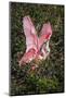 Roseate spoonbills fighting over nesting territory in rookery, Stick Marsh, Florida-Adam Jones-Mounted Photographic Print