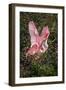 Roseate spoonbills fighting over nesting territory in rookery, Stick Marsh, Florida-Adam Jones-Framed Photographic Print