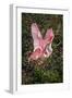 Roseate spoonbills fighting over nesting territory in rookery, Stick Marsh, Florida-Adam Jones-Framed Photographic Print