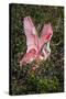 Roseate spoonbills fighting over nesting territory in rookery, Stick Marsh, Florida-Adam Jones-Stretched Canvas