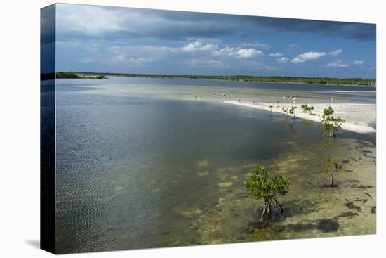 Roseate Spoonbills (Platalea Ajaja)-Sergio Pitamitz-Stretched Canvas