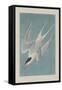 Roseate Tern, 1835-John James Audubon-Framed Stretched Canvas