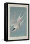 Roseate Tern, 1835-John James Audubon-Framed Stretched Canvas