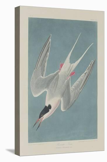 Roseate Tern, 1835-John James Audubon-Stretched Canvas