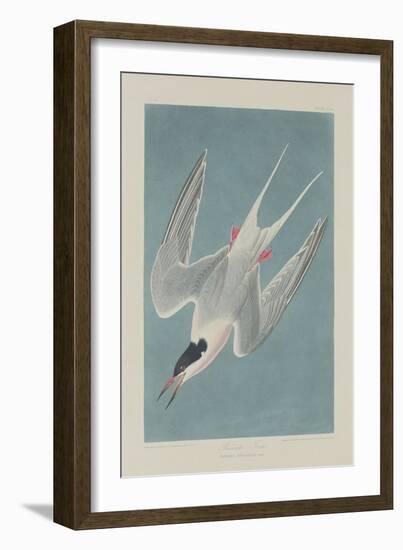 Roseate Tern, 1835-John James Audubon-Framed Giclee Print