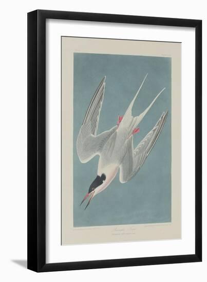 Roseate Tern, 1835-John James Audubon-Framed Giclee Print